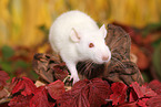 fancy rat