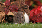 fancy rat