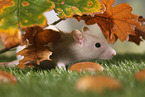 fancy rat