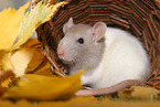 fancy rat