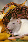 fancy rat