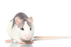 fancy rat on white background