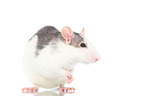 fancy rat on white background