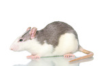 fancy rat on white background