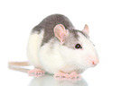 fancy rat on white background