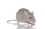 fancy rat on white background