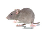 fancy rat on white background