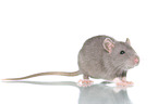 fancy rat on white background