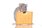 fancy rat eats biscuit