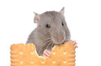 fancy rat eats biscuit