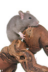 climbing rat