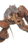 climbing rat