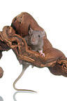 climbing rat