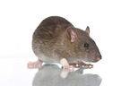 fancy rat on white background