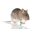 fancy rat on white background