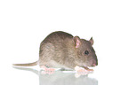 fancy rat on white background