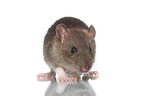 fancy rat on white background