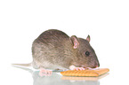 fancy rat with biscuit