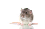 fancy rat on white background