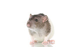 fancy rat on white background