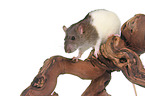 climbing rat