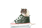 fancy rat on white background