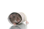 fancy rat on white background