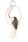 climbing rat