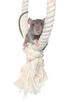 fancy rat on rope