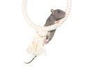 climbing rat