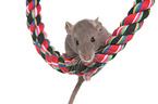 climbing rat