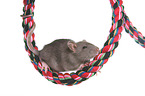 fancy rat on rope