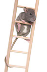 climbing rat