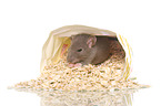eating rat