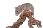 climbing rat