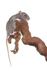 climbing rat