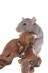 climbing rat