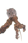 climbing rat