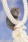 climbing rat