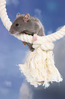 climbing rat