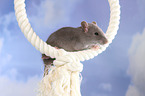 fancy rat on rope