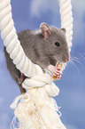 fancy rat eats biscuit