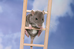 climbing rat