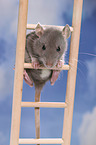 climbing rat