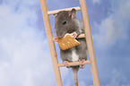 fancy rat eats biscuit