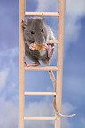 fancy rat eats biscuit