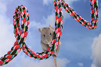 fancy rat on rope