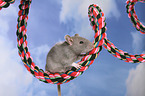 fancy rat on rope