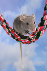 fancy rat on rope