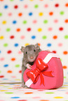 fancy rat with heart